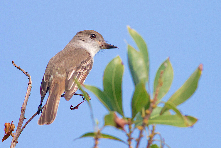 La Sagra's Flycatcher, Abaco - Tom Reed