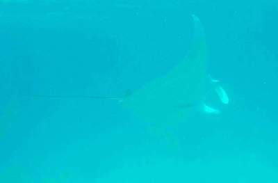 Manta Ray, Great Barrier Reef (Oscar Ward)