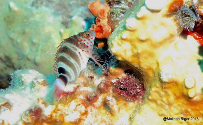 Redspotted Hawkfish, Bahamas (Melinda Riger)