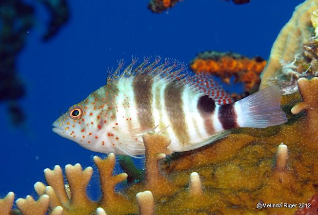Redspotted Hawkfish, Bahamas (Melinda Riger)