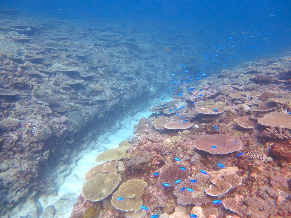 Coral reef research, Australia (Oscar Ward)
