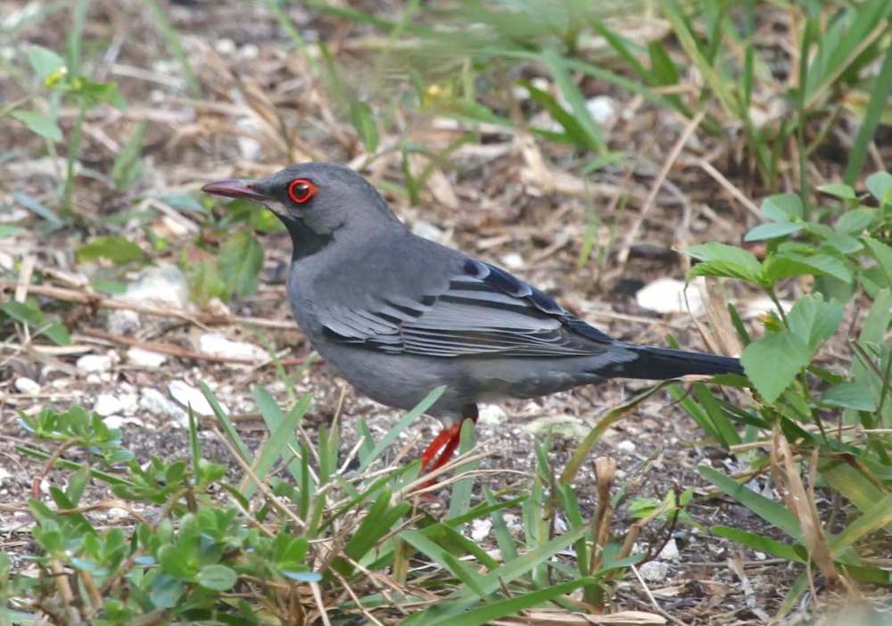 Red-legged Thrush, Abaco, Bahamas (Peter Mantle)