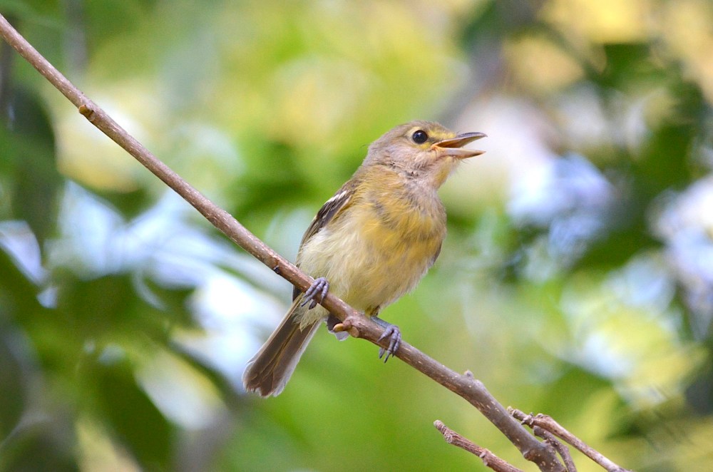 Thick-billed Vireo (juv), Abaco - Charles Skinner