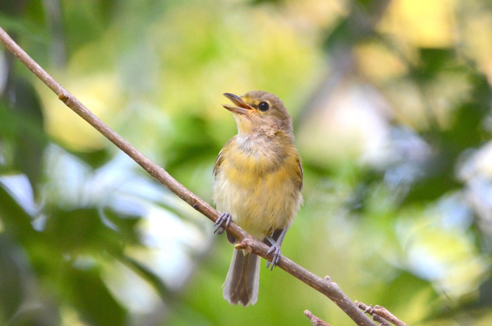 Thick-billed Vireo (juv), Abaco - Charles Skinner