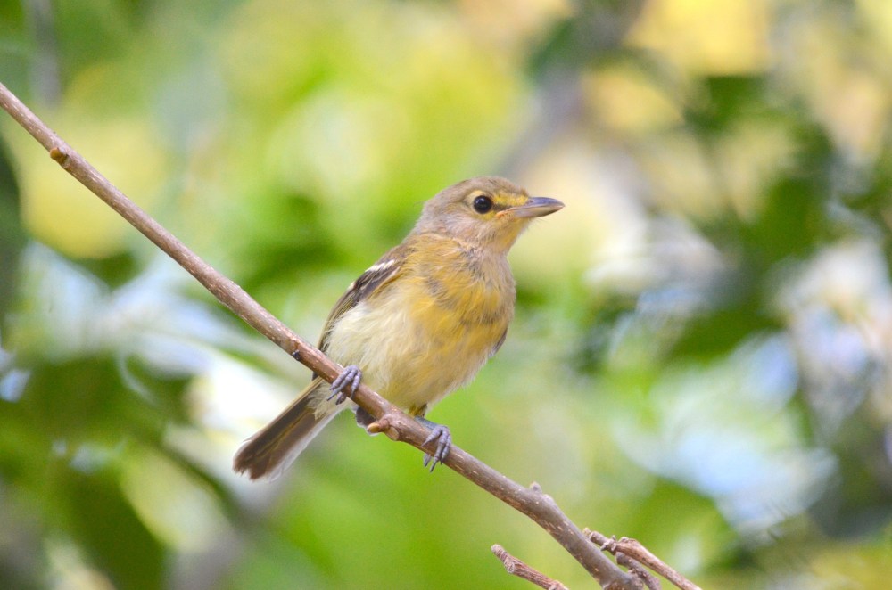 Thick-billed Vireo (juv), Abaco - Charles Skinner