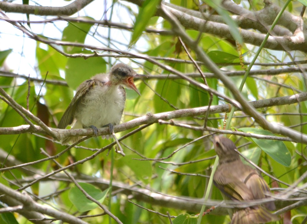 Black-whiskered Vireo (juvenile), Abaco (Charles Skinner)