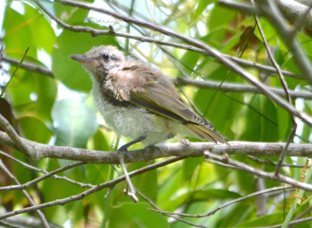 Black-whiskered Vireo (juvenile), Abaco (Charles Skinner)