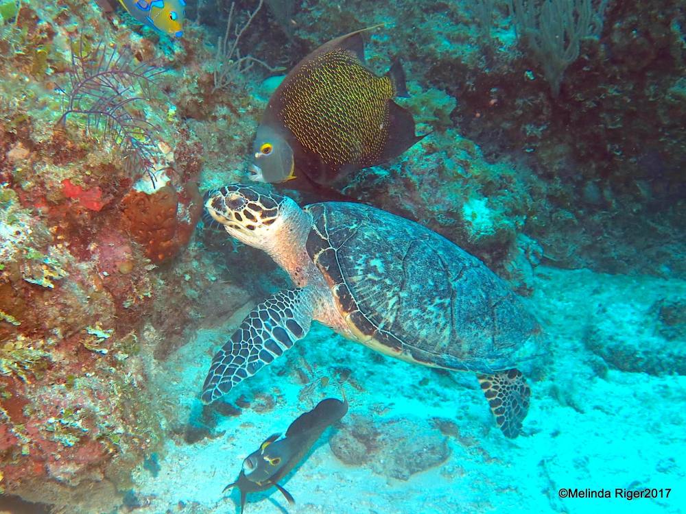 Hawksbill Turtle & Angelfish (Melinda Riger / Grand Bahama Scuba)