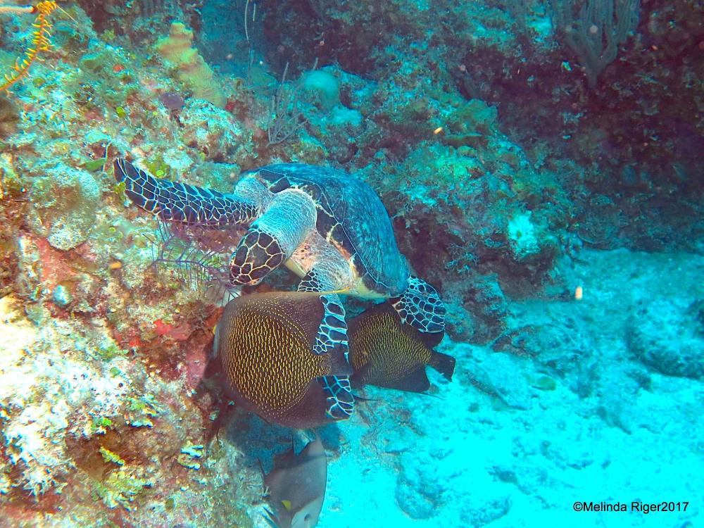 Hawksbill Turtle & Angelfish (Melinda Riger / Grand Bahama Scuba)