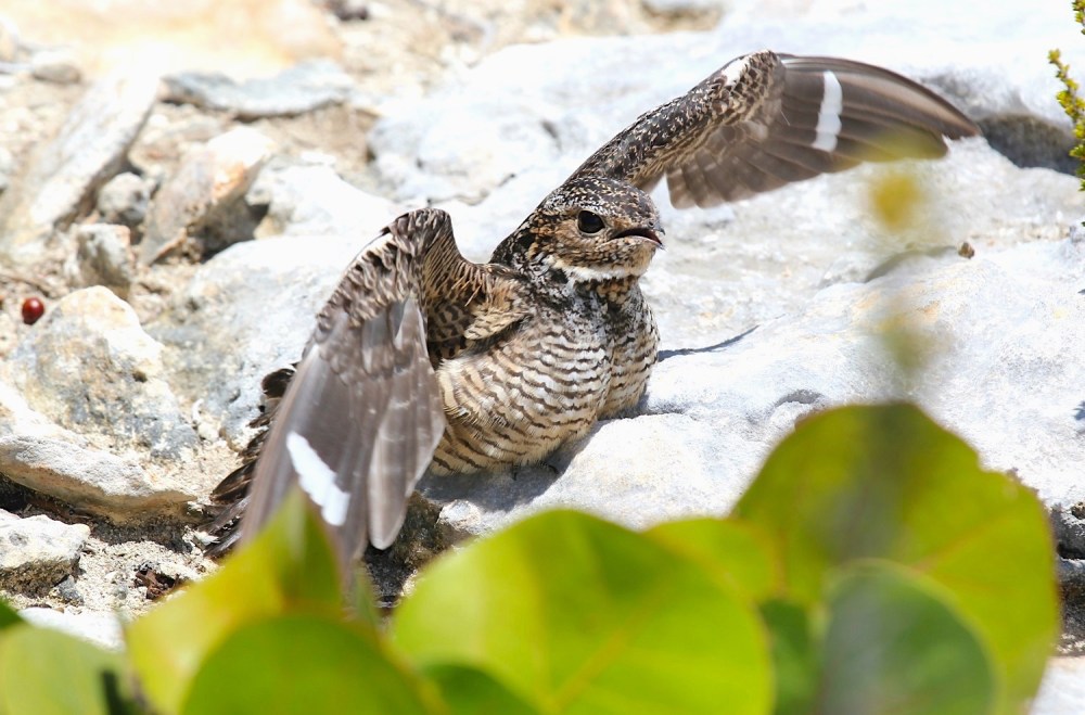Antillean Nighthawk, Abaco (Stephen Connett)