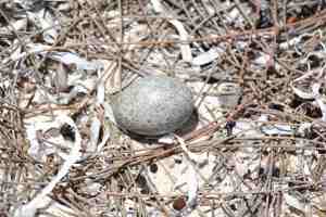 Antillean Nighthawk Egg (Stephen Connett)