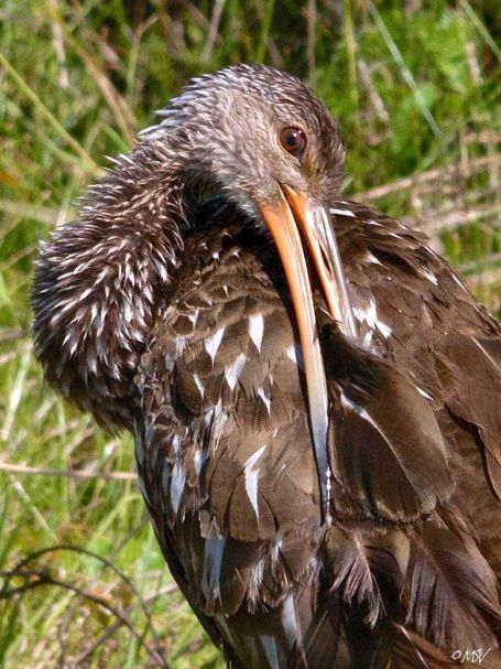Limpkin (Michael Vaughn)