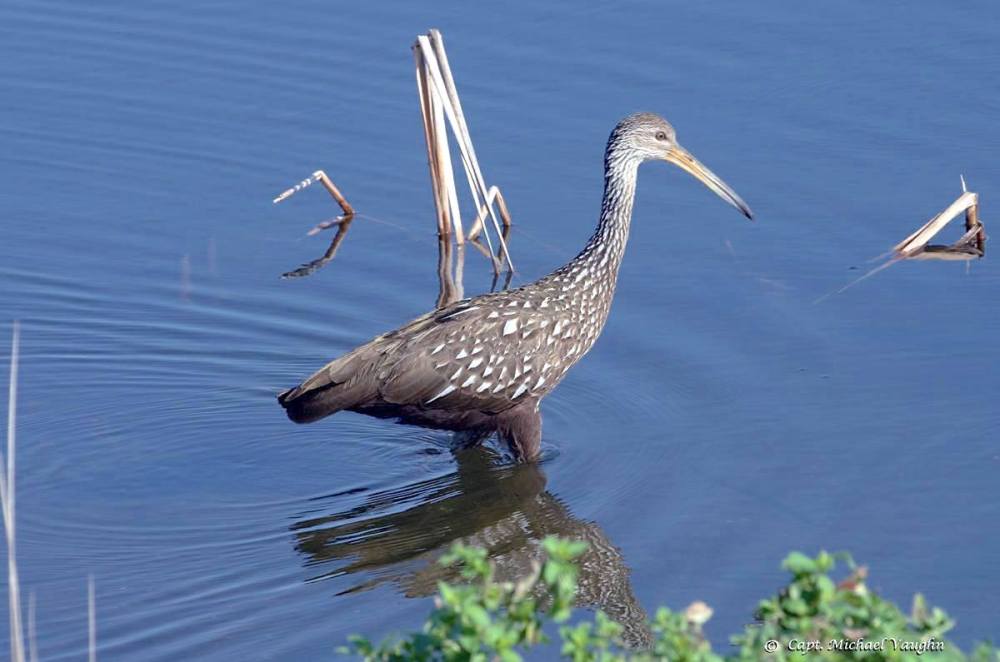Limpkin wading (Michael Vaughn)