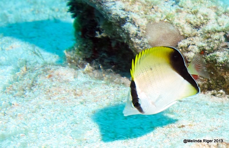 Reef Butterflyfish, Bahamas - Melinda Riger / Grand Bahama Scuba