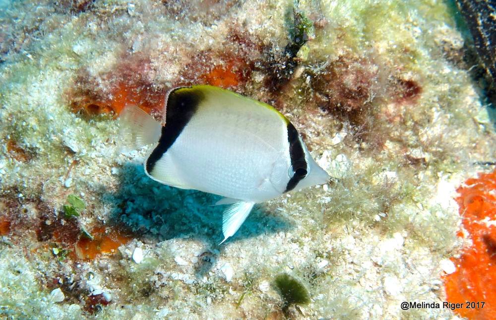 Reef Butterflyfish, Bahamas - Melinda Riger / Grand Bahama Scuba