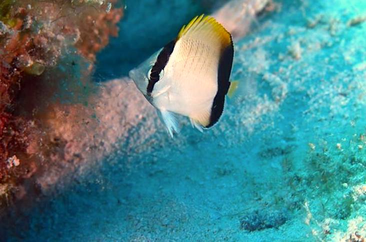 Reef Butterflyfish, Bahamas - Melinda Riger / Grand Bahama Scuba