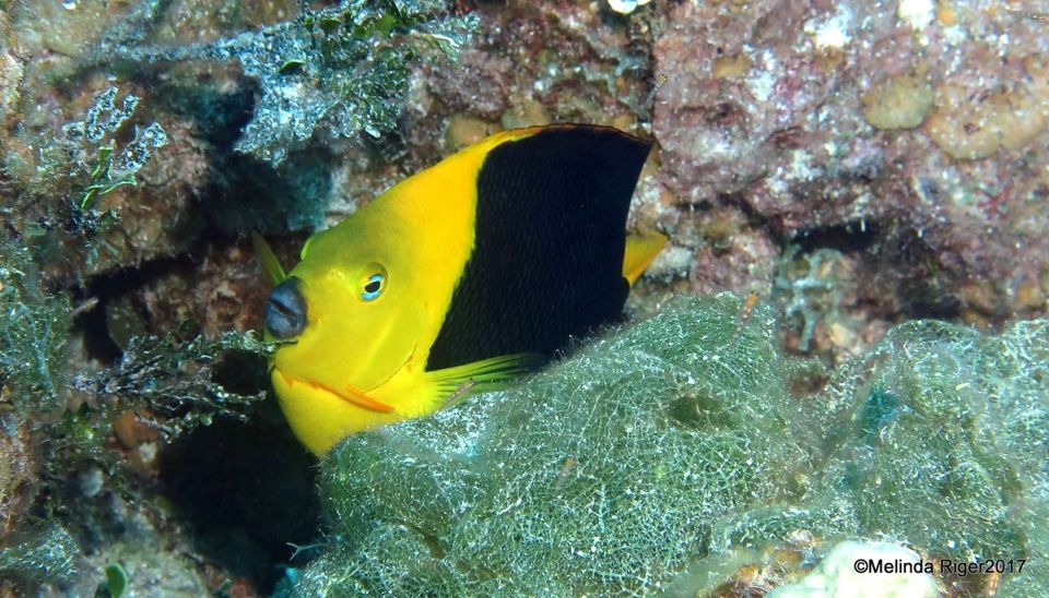 Rock Beauty, Bahamas (Melinda Riger / Grand Bahama Scuba)