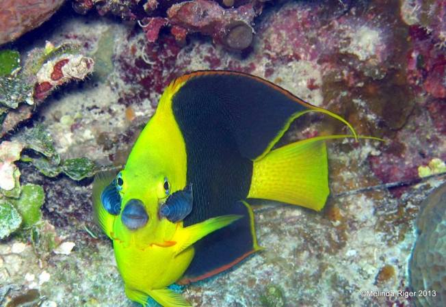 Rock Beauty, Bahamas (Melinda Riger / Grand Bahama Scuba)