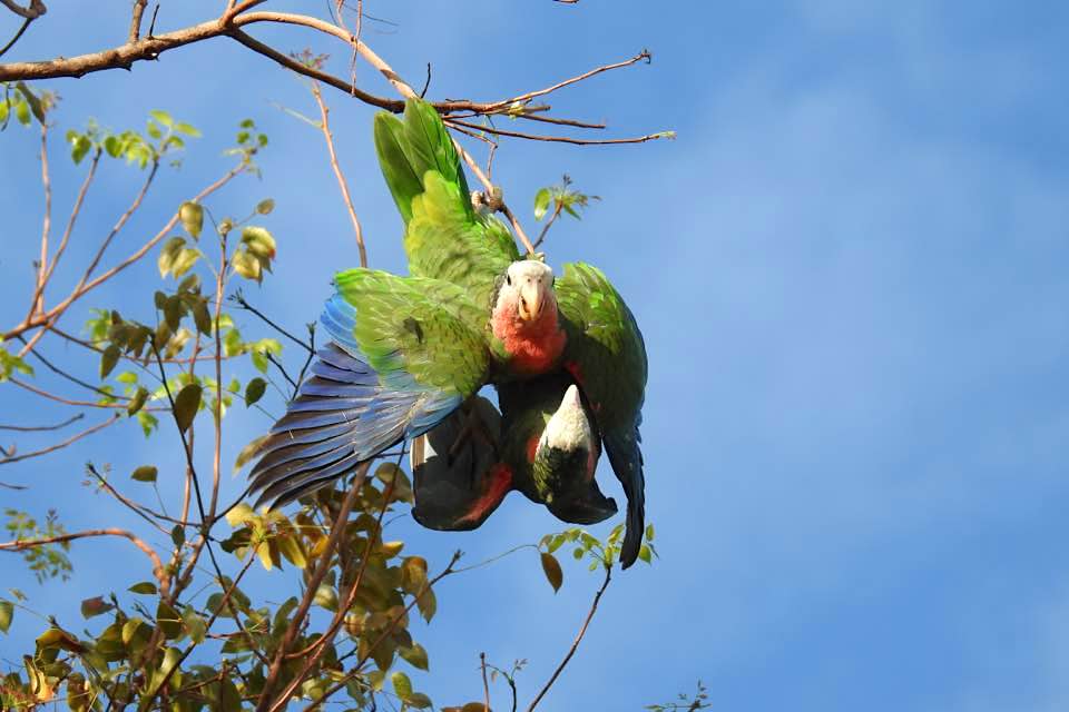 Abaco (Cuban) Parrots, Bahamas (Melissa Maura)