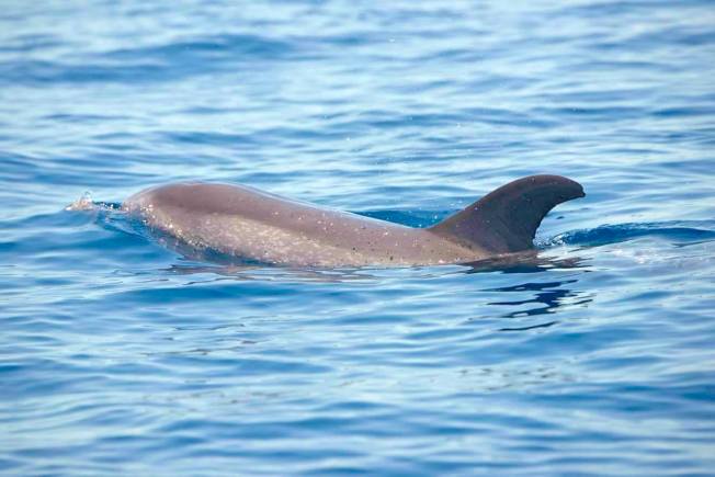 Atlantic Spotted Dolphin, Bahamas (BMMRO)