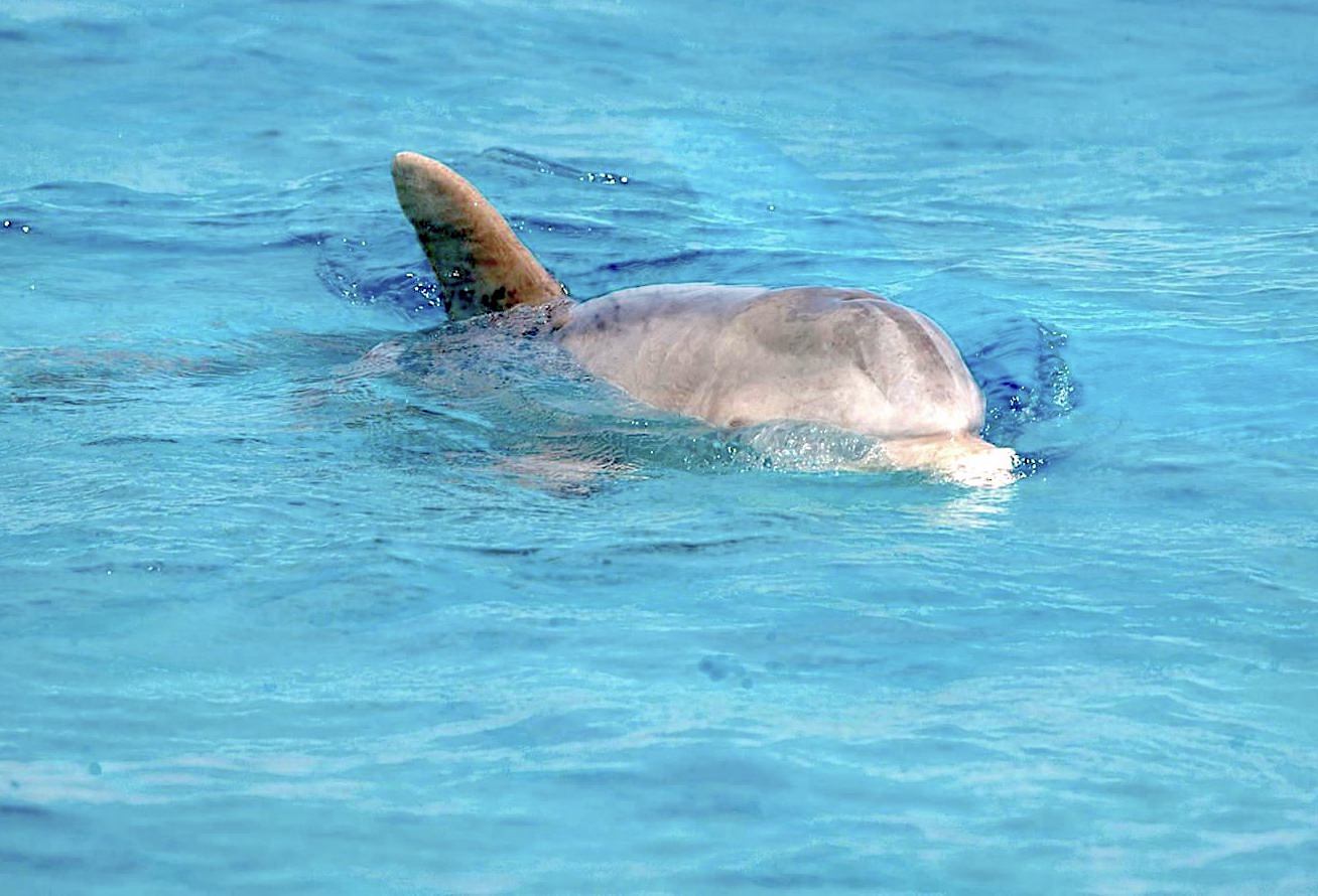 18814836_1532645503421337_1744362810274037170_o-1