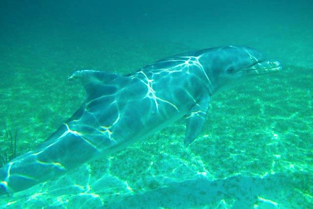 Atlantic Spotted Dolphin, Bahamas (BMMRO)