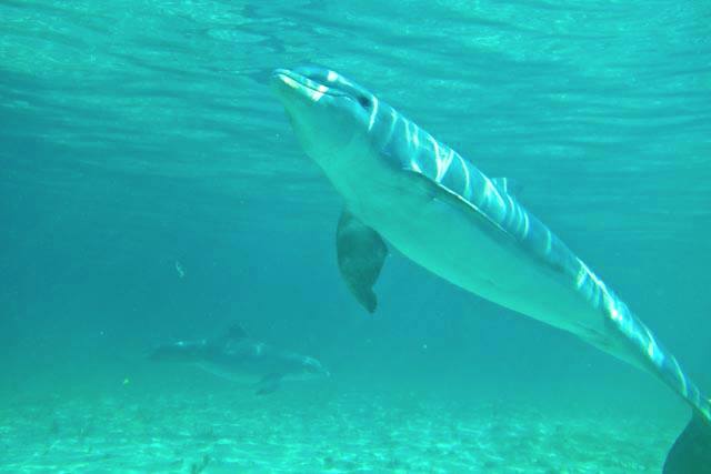 Atlantic Spotted Dolphin, Bahamas (BMMRO)