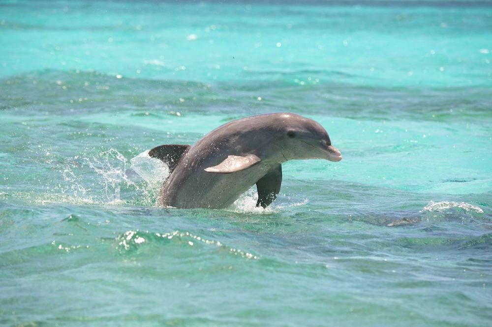 Atlantic Spotted Dolphin, Bahamas (BMMRO)