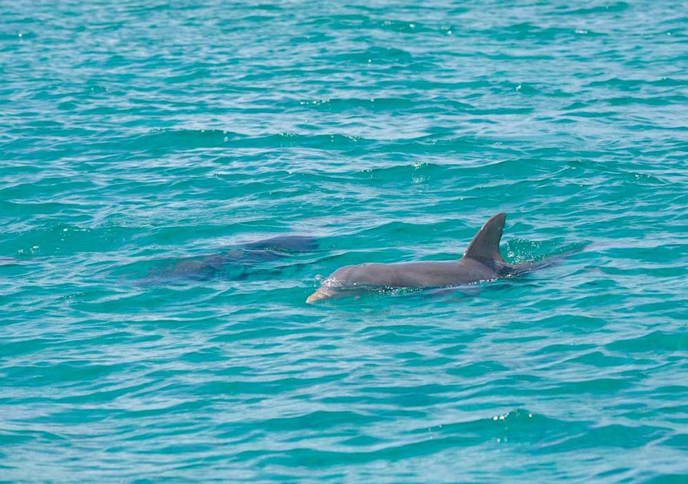 Bottlenose Dolphin, Bahamas (BMMRO)