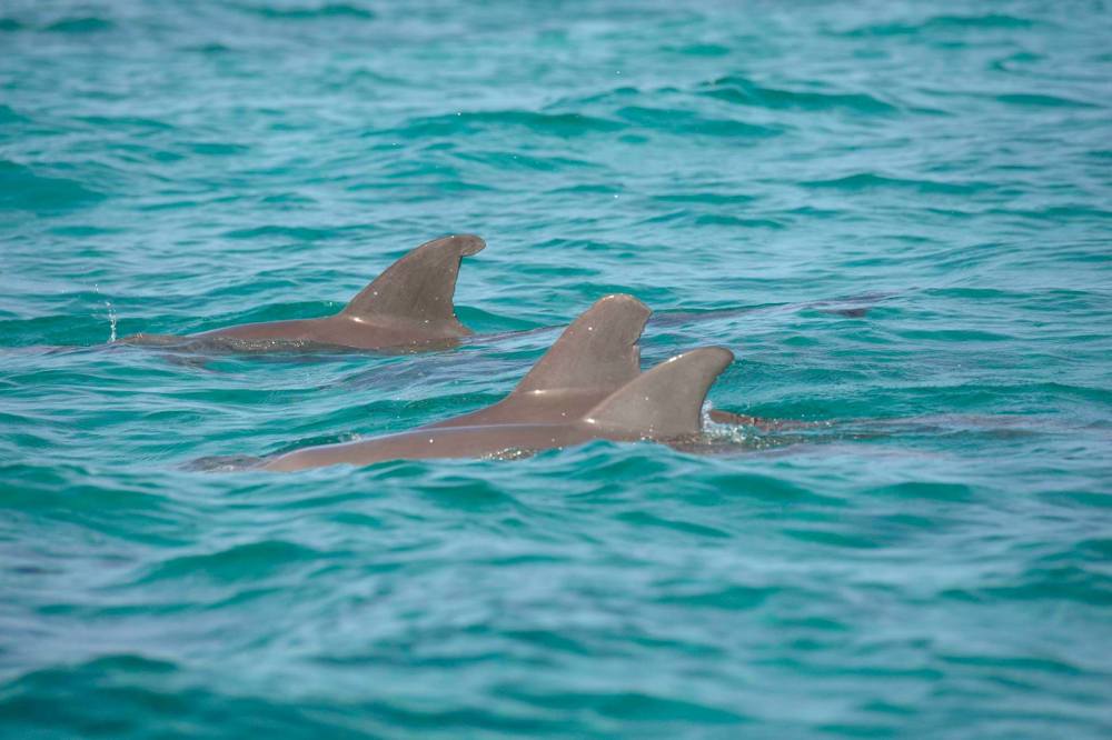 Bottlenose Dolphin, Bahamas - Dorsal Fin Damage (BMMRO)