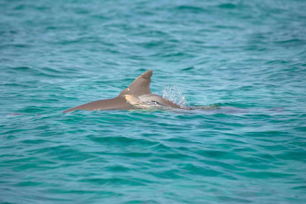 Bottlenose Dolphin, Bahamas - Dorsal Fin Damage (BMMRO)