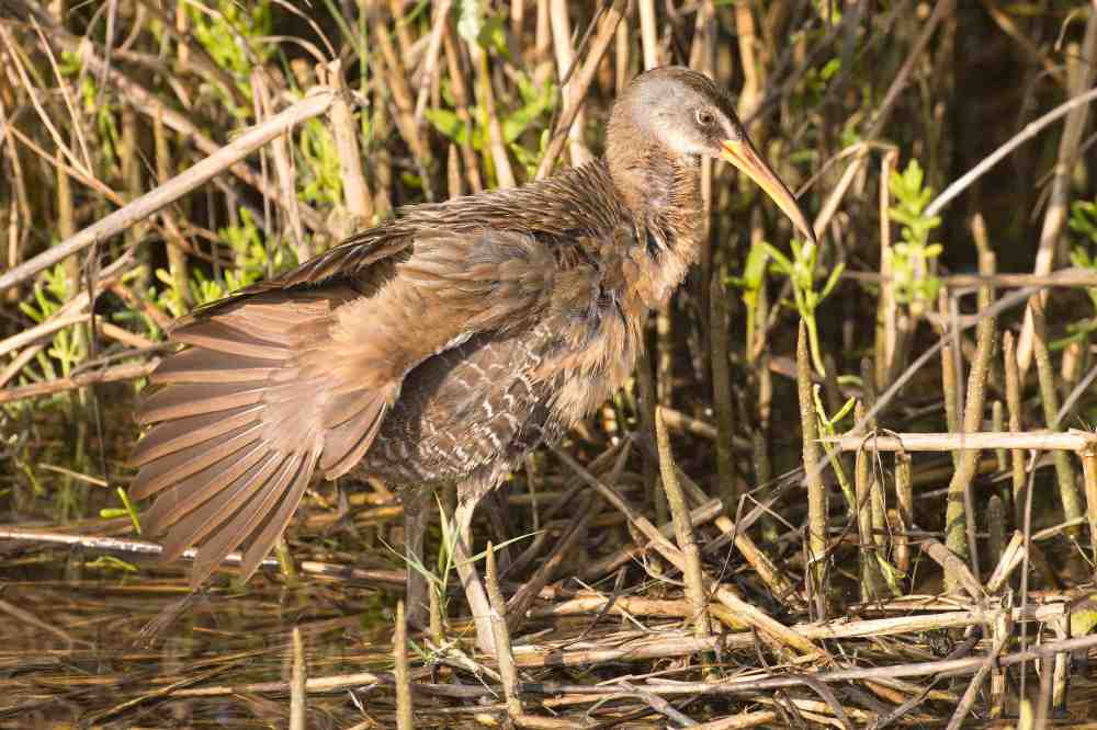 Clapper Rail, Abaco, Bahamas (Tom Sheley / Birds of Abaco)