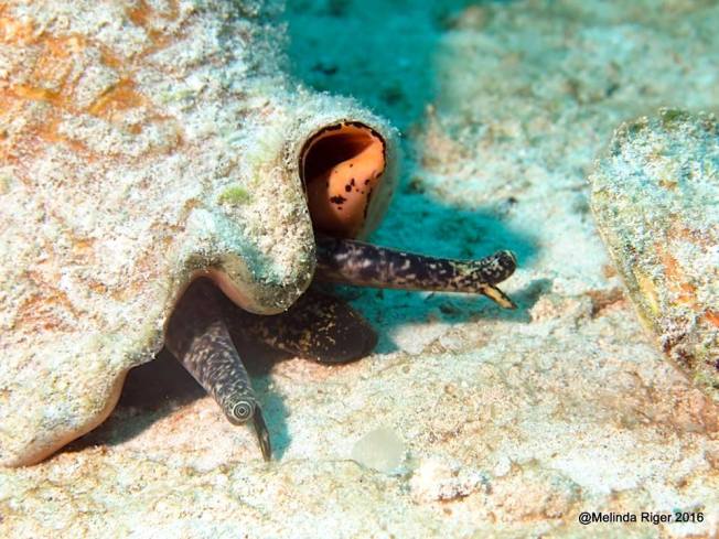 Conch and their eyes, Bahamas (Melinda Riger)