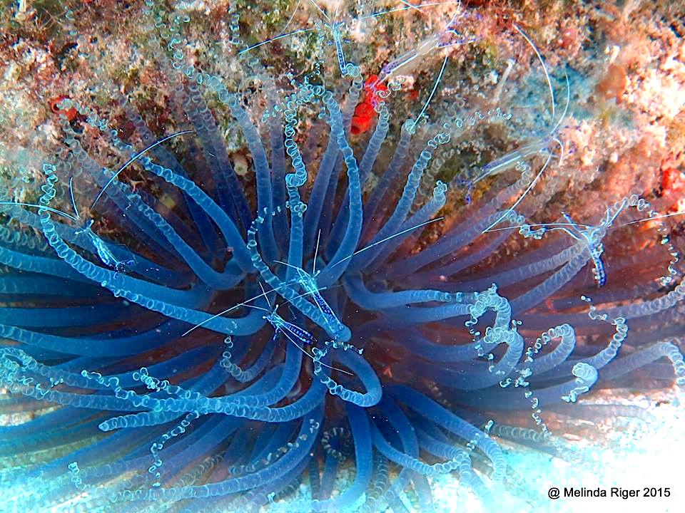 Pederson's Cleaning Shrimp, Bahamas (Melinda Riger, GB Scuba)