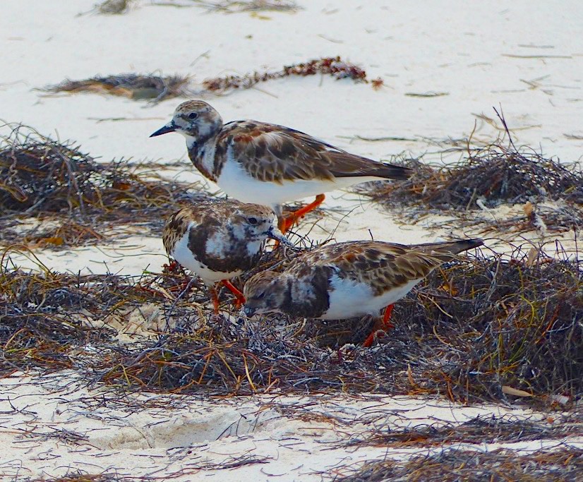 Ruddy Turnstones, Delphi Beach Abaco Bahamas (Keith Salvesen)