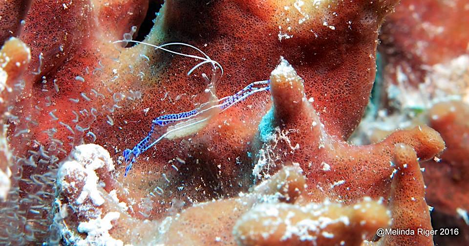 Pederson's Cleaning Shrimp, Bahamas (Melinda Riger, GB Scuba)