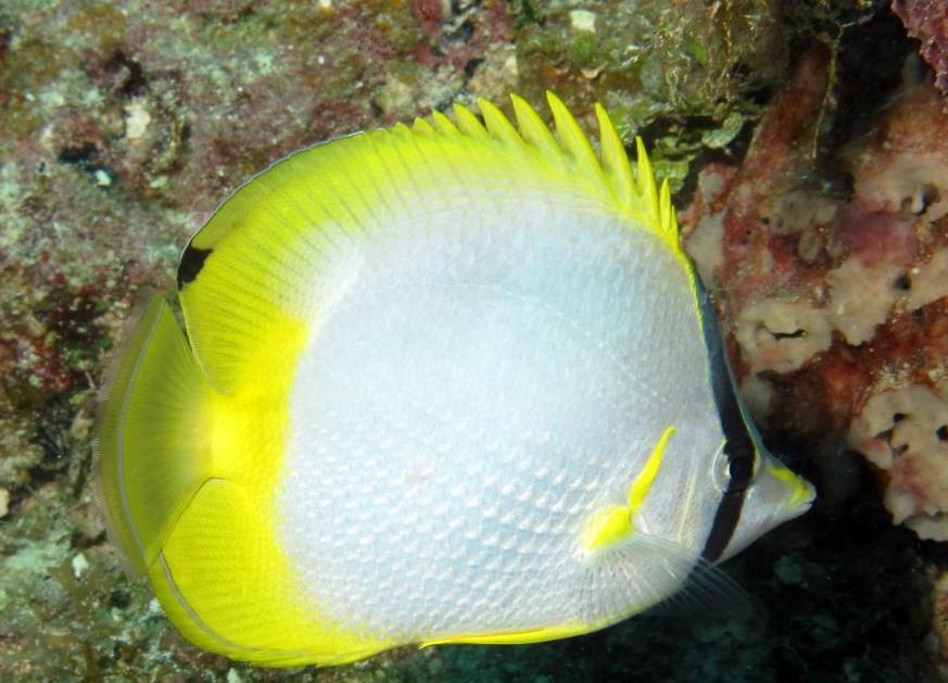Spotfin Butterflyfish, Bahamas (Melinda Riger / G B Scuba)