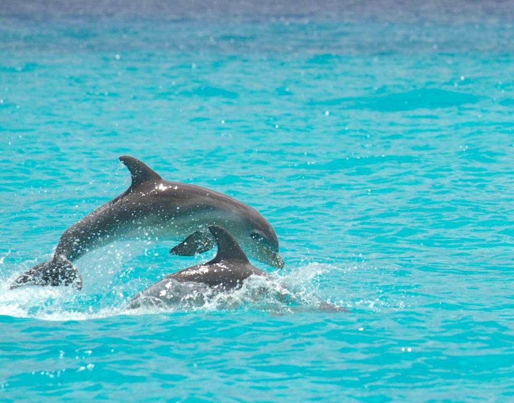 Bottlenose Dolphins, Abaco Bahamas (BMMRO)