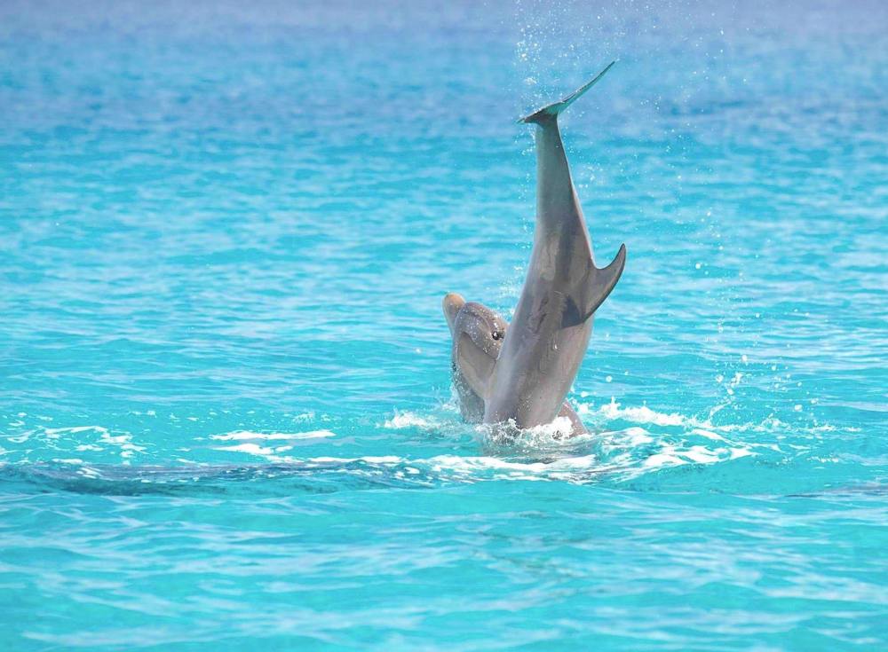 Bottlenose Dolphins, Abaco Bahamas (BMMRO)