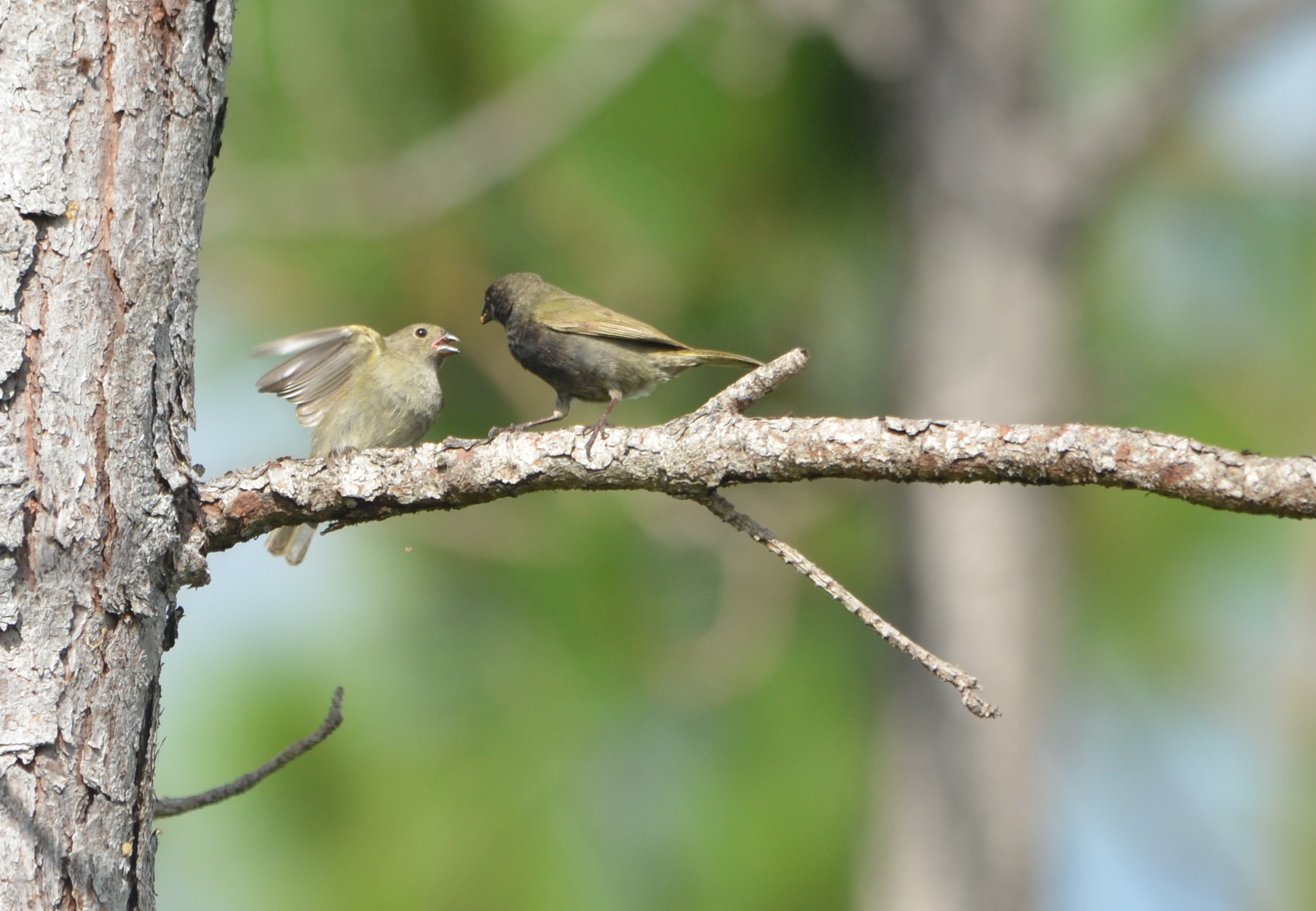 Black-faced Grassquits: feeding time (Charles Skinner)