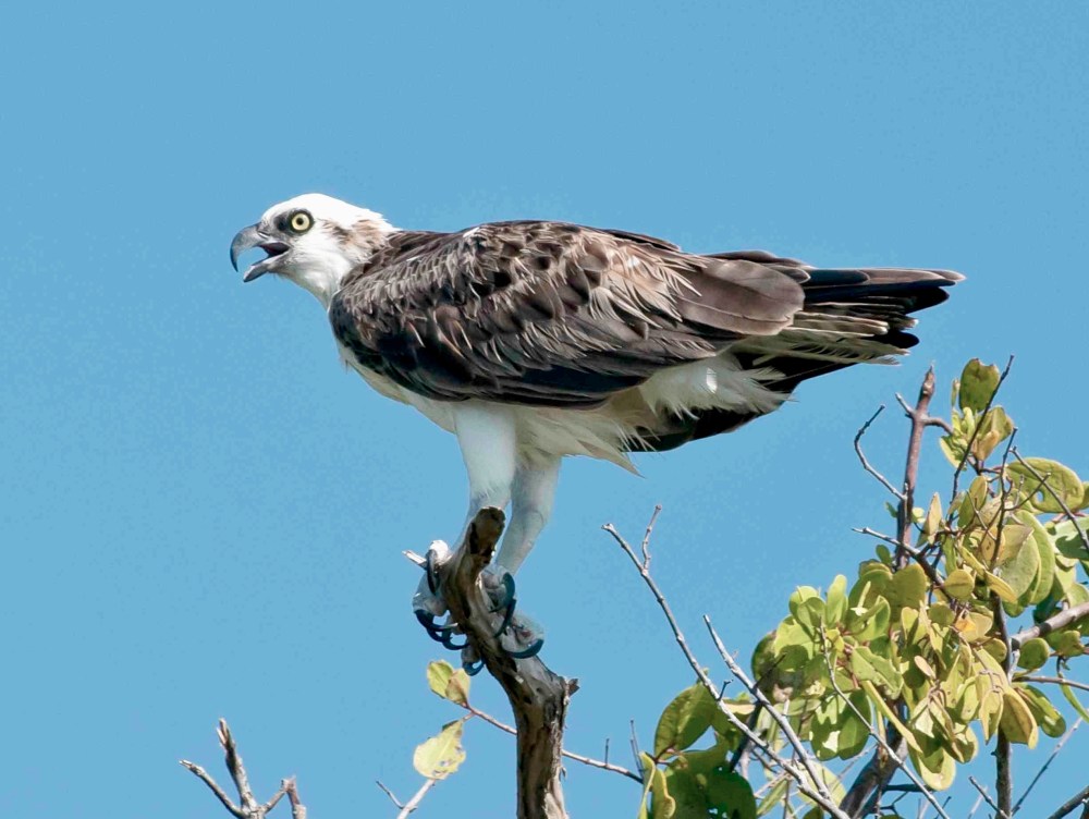 Osprey, Abaco, Bahamas - Tom Sheley