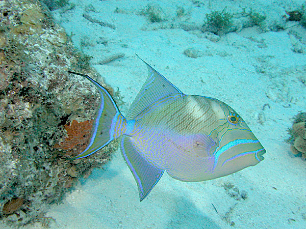 Queen Triggerfish Bahamas (Clark Anderson / Aqua-images)