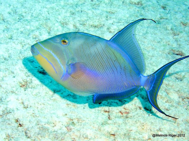Queen Triggerfish Bahamas (Melinda Riger / Grand Bahama Scuba)