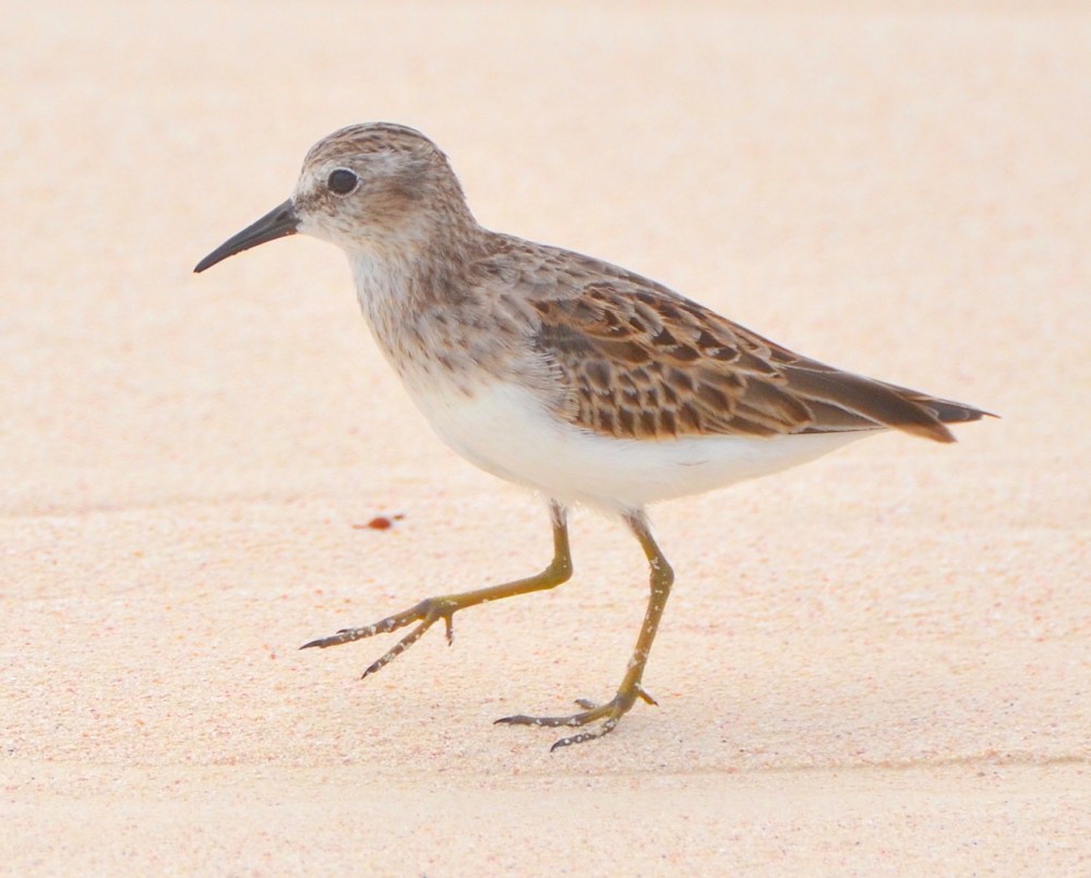Least Sandpiper, Delphi Beach, Abaco (Charles Skinner)