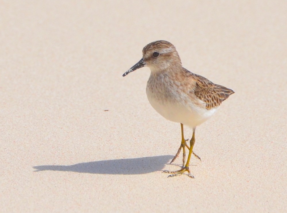 Least Sandpiper, Delphi Beach, Abaco (Charles Skinner)