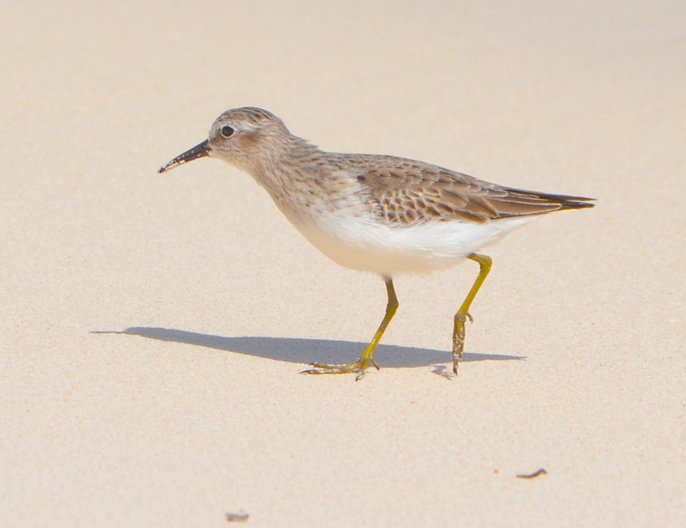 Least Sandpiper, Delphi Beach, Abaco (Charles Skinner)