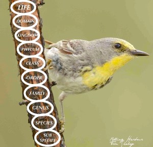 Taxonomic Hierarchy ' Olive-capped Warbler (© Tom Sheley / Keith Salvesen)