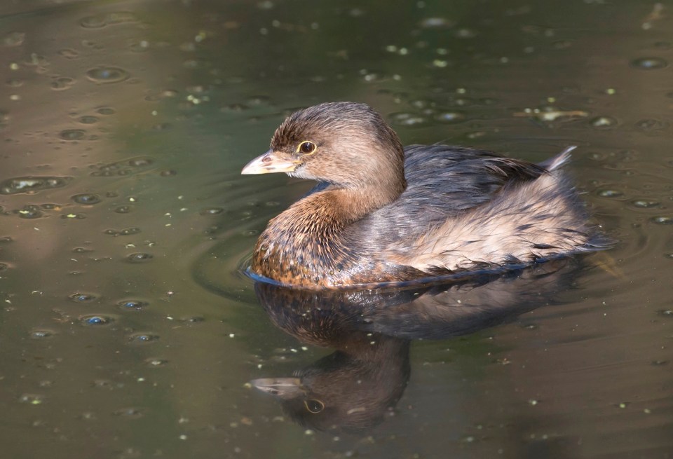 Pied-billed grebe, Abaco (Tom Sheley)