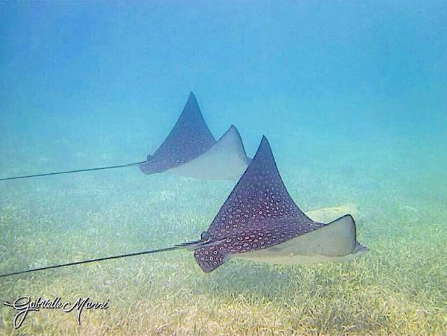 Rare Rays Are Spotted Eagle Rays Rare