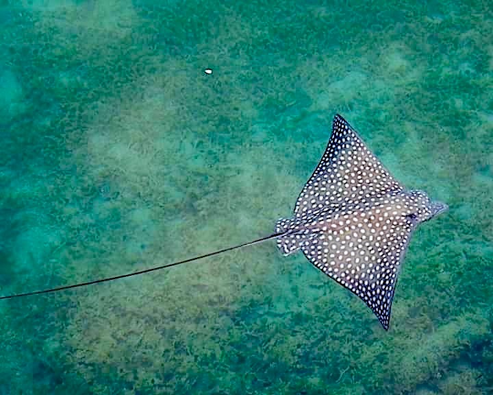 Spotted Eagle Rays, Abaco, Bahamas (Catherine / Tara Pyfrom)